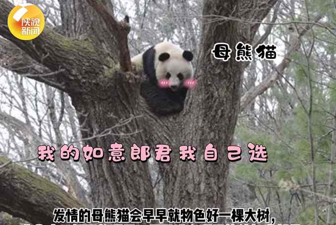秦岭大熊猫在树上选婚房 画面是这样的……网友看笑了