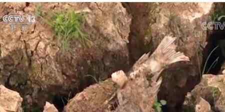 江西81天无雨 受灾地区水田干涸龟裂，产量堪忧
