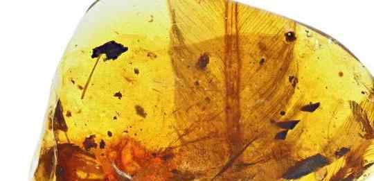 亿年前凶猛古鸟类  琥珀中有一亿年前的痕迹什么样子（图）