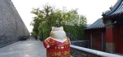 故宫现巨型御猫 什么是御猫巨型御猫有多大（图）