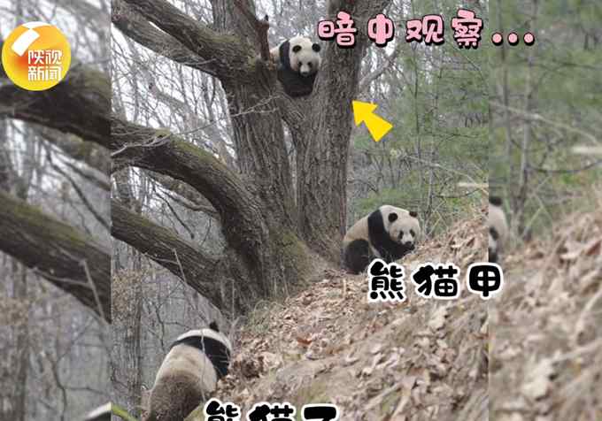 秦岭大熊猫在树上选婚房 画面是这样的……网友看笑了