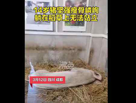 14岁的“猪坚强”已瘦骨嶙峋 无法站立 事情的详情始末是怎么样了！