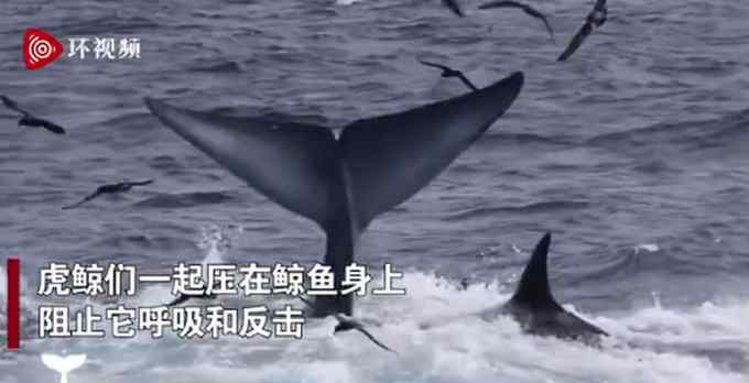 澳大利亚一条15米长蓝鲸误入繁殖地 被75只虎鲸吃掉