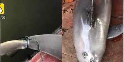 洞庭湖遇害江豚系撞入渔网窒息 洞庭湖江豚死因是什么