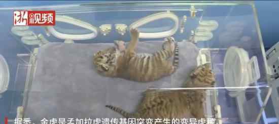 浙江湖州诞生4只小金虎 可可爱爱的百兽之王