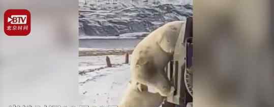 因冰川消融饥饿北极熊打劫垃圾车 具体是什么情况