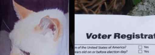 去世12年的猫收到选民登记表 真是有趣