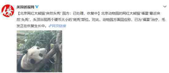 北京网红大熊猫突然“头秃” 这是怎么一回事