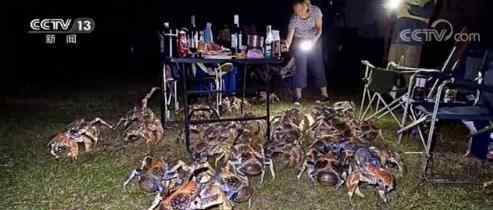 家庭烧烤时爬来50多只大螃蟹 网友：外卖到了