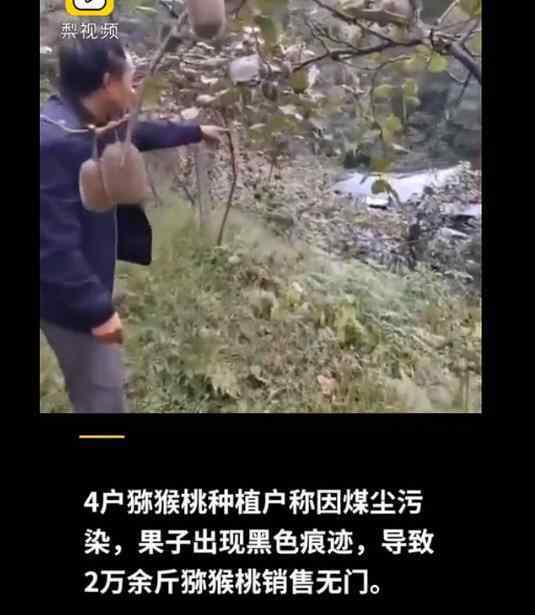 2万斤猕猴桃遭煤尘污染滞销 怎么处理的