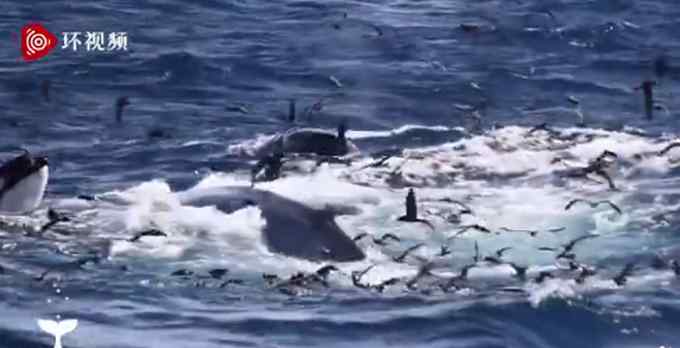 澳大利亚一条15米长蓝鲸误入繁殖地 被75只虎鲸吃掉