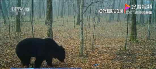 小兴安岭首次找到东北虎吃熊证据 具体是什么情况