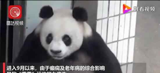 大熊猫雷雷癫痫发作去世 具体怎么一回事