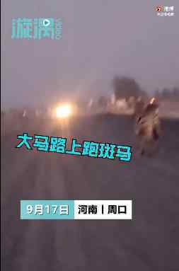 河南一动物园斑马出逃上路 它们是怎么跑出来的