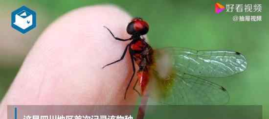 世界最小蜻蜓体长不足15毫米 在哪发现有多大