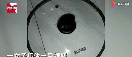 蟑螂被盖在锅盖下20天 还活着震惊我妈