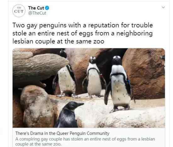 同性恋公企鹅时隔一年再偷蛋 这是什么情况