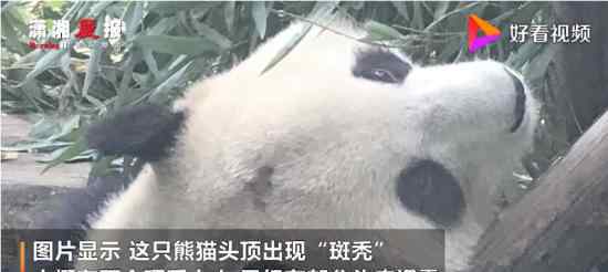 北京网红大熊猫突然“头秃” 动物园方面如何回应