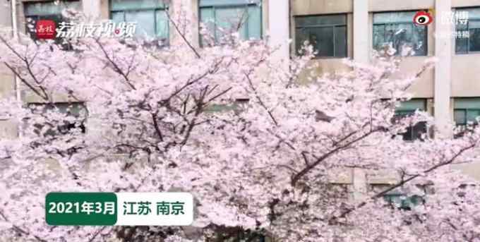 东南大学樱花教室好美 画面曝光 网友直呼：动漫里的场景实现了！