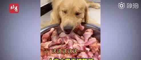 宠物博主让狗当大胃王 这种主人太可恶了