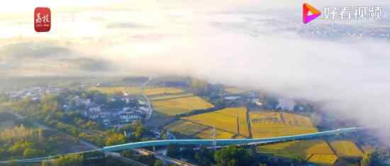 江苏句容乡村平流雾景观似仙境 风景太美了