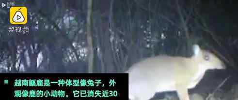 消失30年的银背鼷鹿重现越南 银背鼷鹿长啥样?