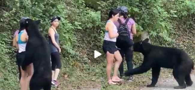 3名女子路遇黑熊被熊抱 究竟发生了什么