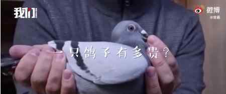 中国买家花1250万买下比利时赛鸽 买家是什么身份