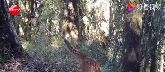 云南保山拍到珍稀野生动物云猫 云猫长啥样