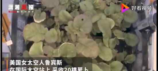 NASA收获史上首批太空萝卜 这大概是最贵的萝卜了