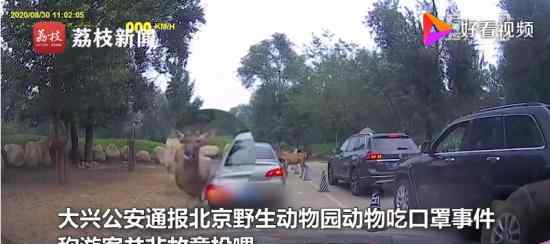 警方通报北京野生动物园动物吃口罩 非故意投喂