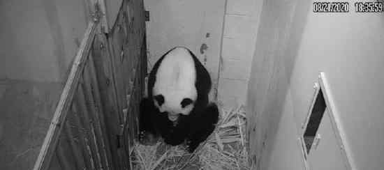 旅美大熊猫美香产下幼崽 具体是什么情况
