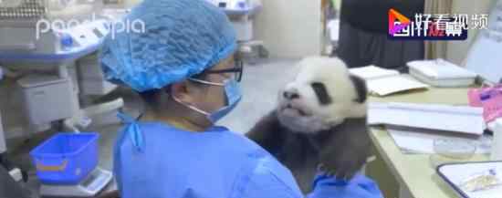 大熊猫宝宝和饲养员吵架全过程 因为什么吵架