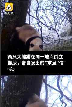 野生大熊猫倒立撒尿 竟还有这样的“求爱”信号