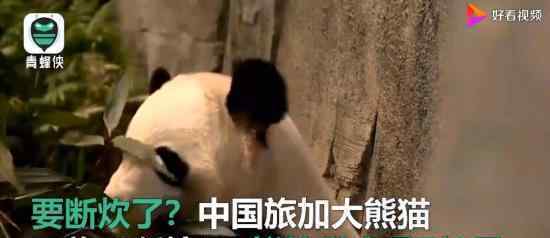 中国旅加大熊猫面临断粮 大熊猫能提前回国吗