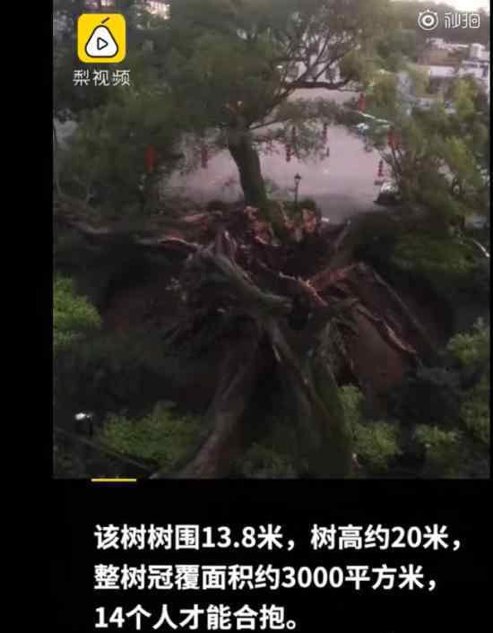 广东1100多岁古榕树倒塌 具体怎么回事