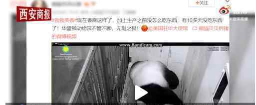 官方回应旅美大熊猫产后疑遭虐待 他们将如何解决这件事