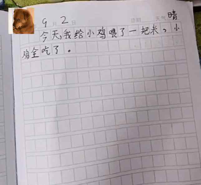 小学生写日记 小学生日记走红，三天喂死一只鸡，看到第四天老师直呼：你别写了