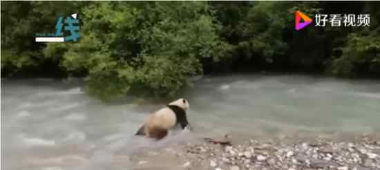 大熊猫河里冲浪上演国宝式狗刨 别看我胖 也能乘风破浪