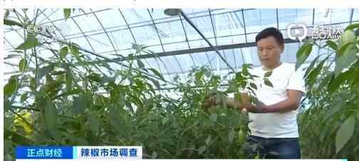 湖南人年均消费辣椒100斤 全国辣椒产量下滑