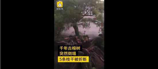 广东1100多岁古榕树倒塌 能救活吗目前什么情况