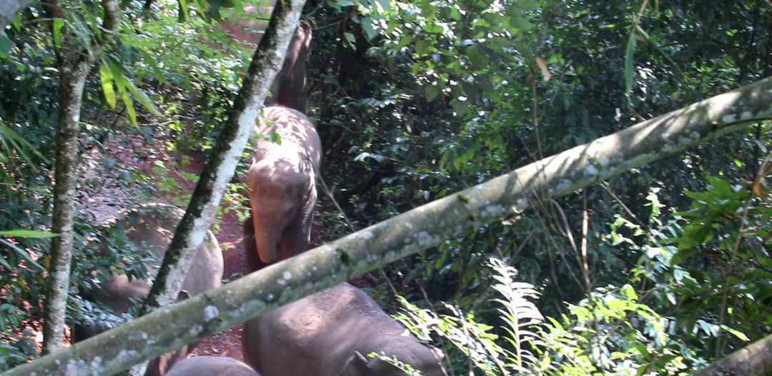云南宁洱出现24头野生亚洲象 登上网络热搜了！