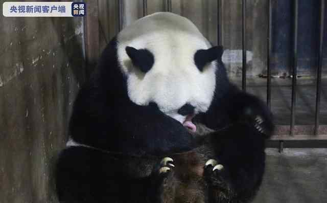 20岁高龄大熊猫珠珠诞下一幼仔 到底是什么状况？