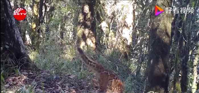 云南保山拍到珍稀野生动物云猫 究竟发生了什么?
