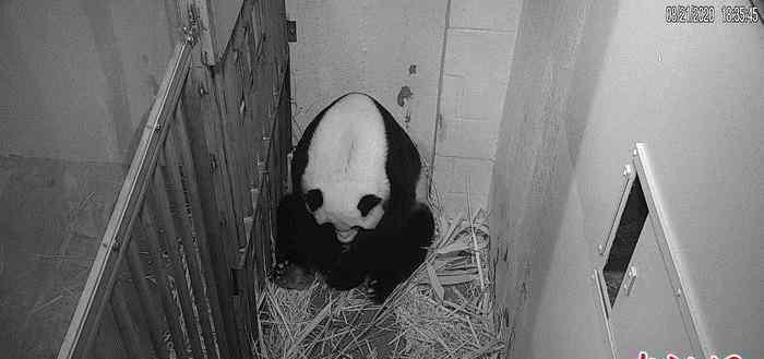 旅美大熊猫美香产下幼崽 还原事发经过及背后真相！