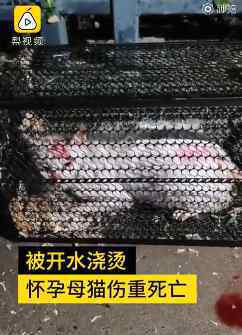 虐猫男子家属道歉 事件详细经过！