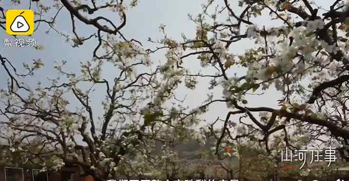 昆明480岁梨树开花 现场画面曝光 网友：太漂亮了！