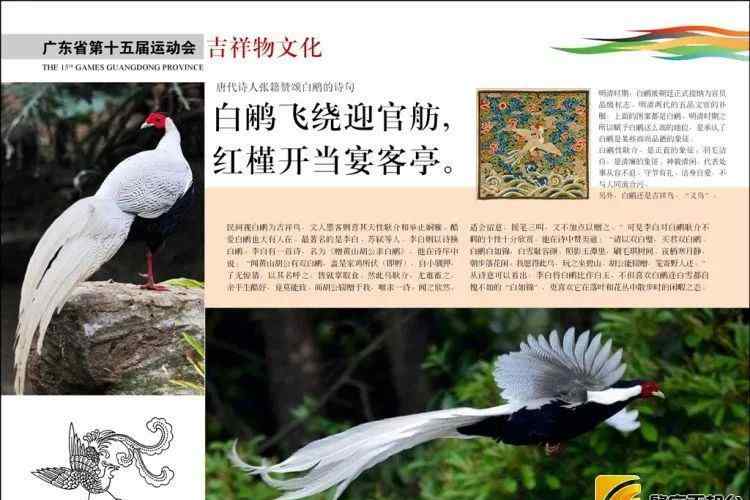 弟加鸟念什么 省运会吉祥物的原型白鹇鸟魅力竟然这么大，“诗仙”李白都是她的“迷弟”！