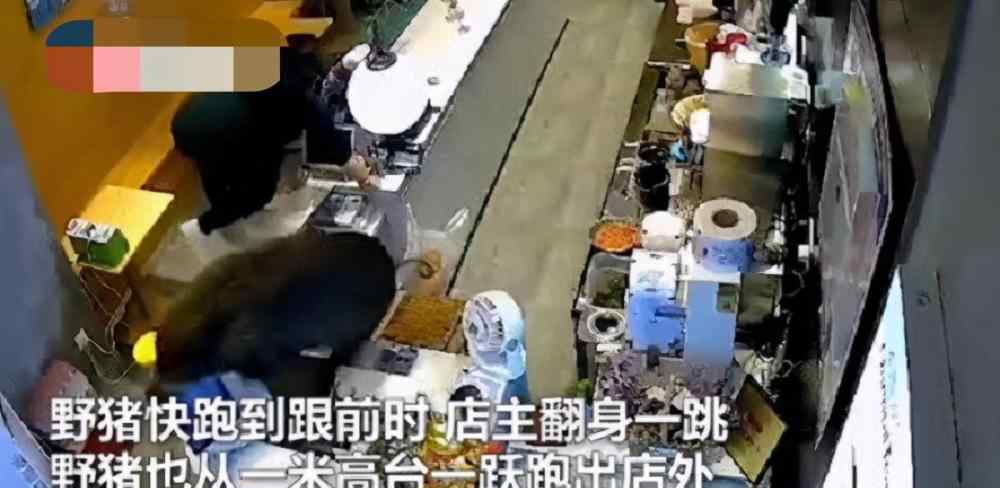 野猪窜进奶茶店吓坏女店员 到底是什么状况？