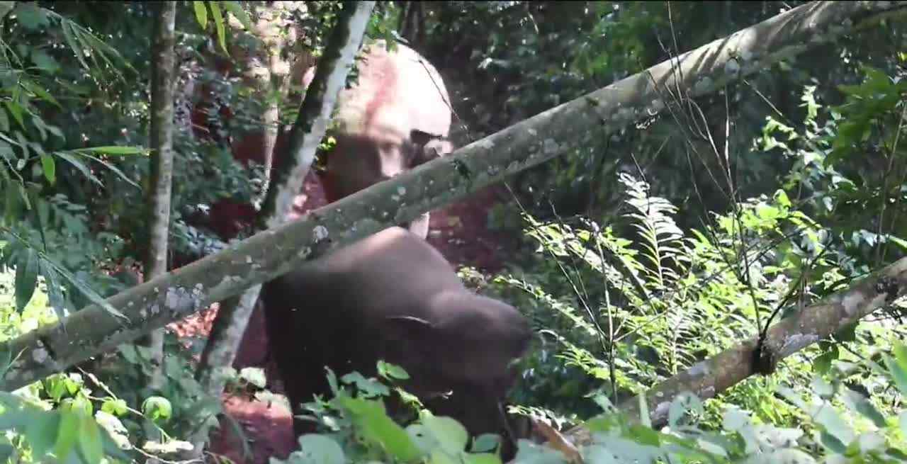 云南宁洱出现24头野生亚洲象 登上网络热搜了！